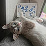 Luuna participe au concours pour gagner de l'argent avec cette photo : cat, blue_eyes, paw_prints, gray_blanket, indoor, window, white_board, decorative_pearls, relaxed, cute, feline, soft_texture, lying_down, whiskers, pink_nose, ears, light, shadow, cozy, pet