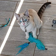 Luuna a rejoint le concours — aidez-le/la à gagner de superbes lots ! cat, blue_eyes, feathers, toys, tile_floor, pet, playful, collar, indoor, curious, animal, feline, whiskers, paws, tail, light, shadow, cute, domestic, young_cat