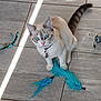 cat, blue_eyes, feathers, toys, tile_floor, pet, playful, collar, indoor, curious, animal, feline, whiskers, paws, tail, light, shadow, cute, domestic, young_cat