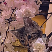 Flèche participe au concours pour gagner de l'argent avec cette photo : kitten, cat, flowers, pink, white, floral, curious, paws, closeup, nature, spring, pet, animal, cute, playful, indoor, soft, furry, adorable, young