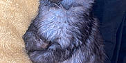 Bilbo is registered to the contest to win money with this photo: kitten, cat, sleeping, fur, cozy, blanket, resting, pet, cute, animal, fluffy, indoor, cute_pet, mammal, feline, adorable, young, soft, peaceful, relaxed