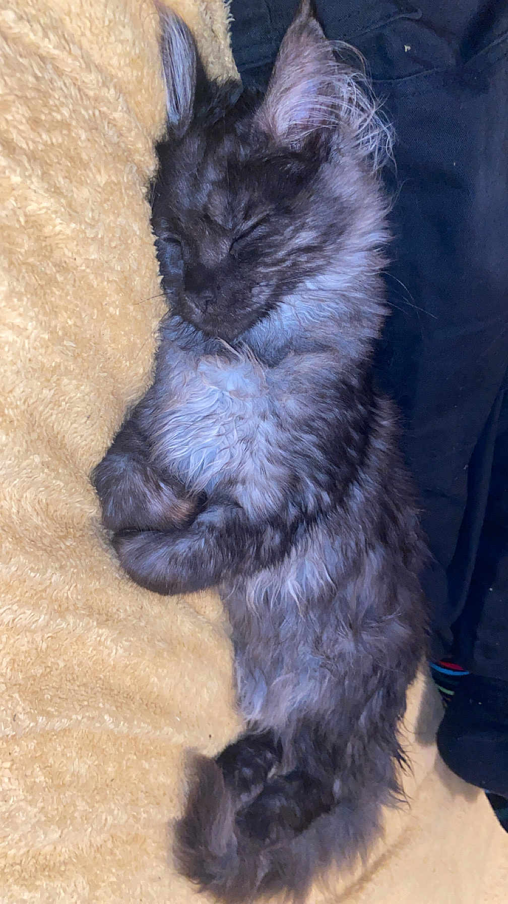Bilbo is registered to the contest to win money with this photo: kitten, cat, sleeping, fur, cozy, blanket, resting, pet, cute, animal, fluffy, indoor, cute_pet, mammal, feline, adorable, young, soft, peaceful, relaxed