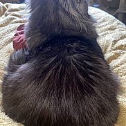 Bilbo joined the competition — help win amazing prizes! cat, fluffy, fur, back_view, ears, blanket, yellow, indoor, cozy, resting, pet, feline, soft_light, cat_tree, box, home, animal, quiet, relaxed, domestic