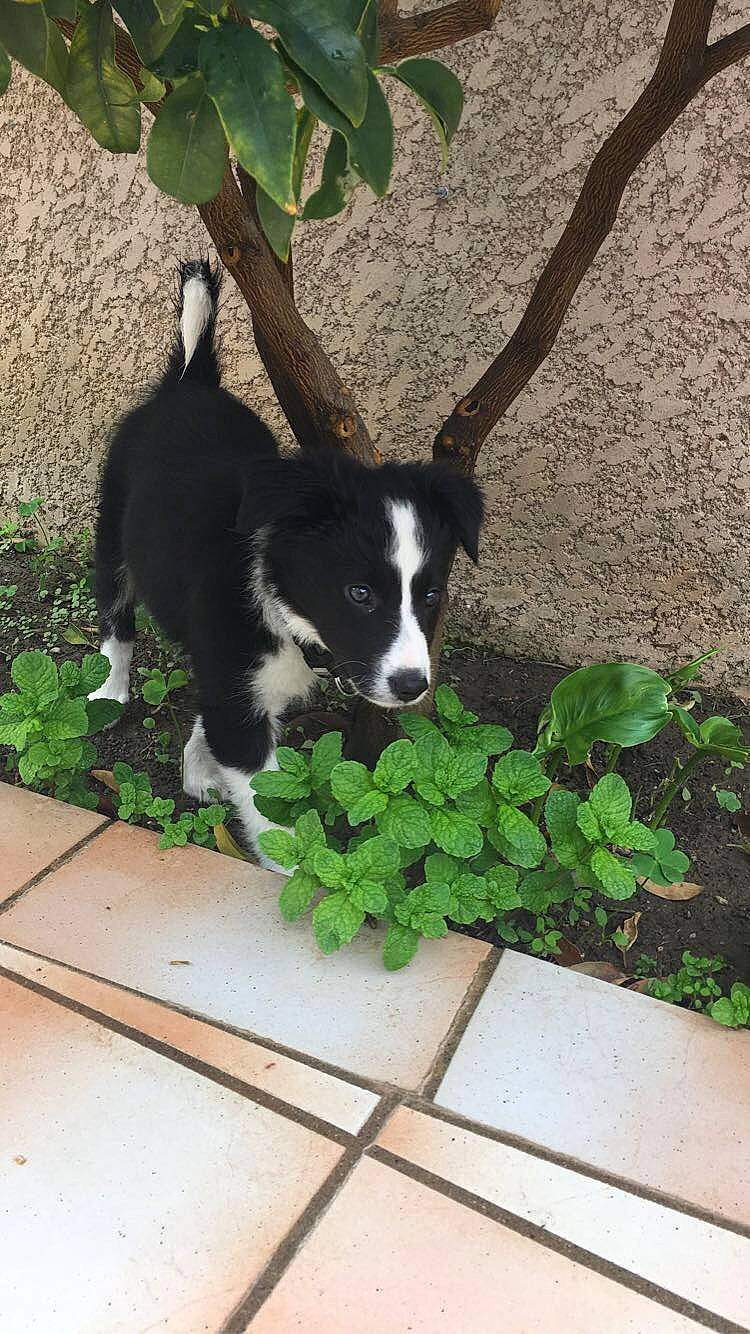 Heïdy participe au concours pour gagner de l'argent avec cette photo : annual_plant, border_collie, canidae, carnivore, companion_dog, dog, dog_breed, dog_collar, fur, herb, shadow, shrub, snout, sporting_group, tail, terrestrial_animal, twig, working_animal, working_dog