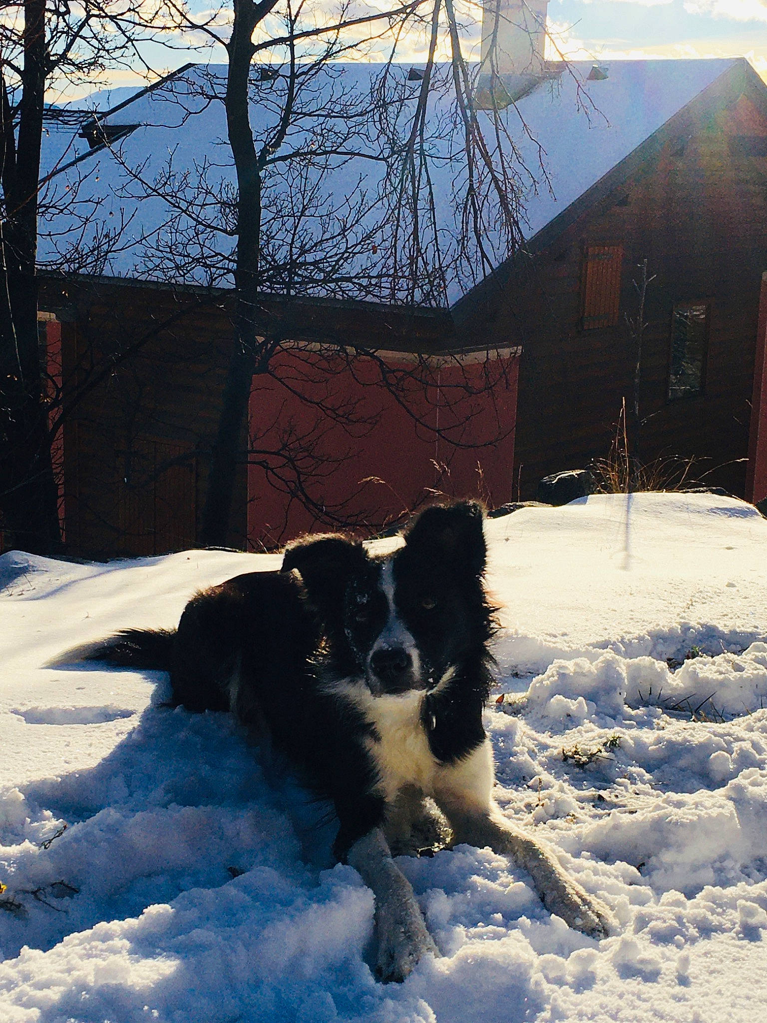 Heïdy participe au concours pour gagner de l'argent avec cette photo : canidae, carnivore, companion_dog, cottage, dog, dog_breed, english_shepherd, evening, freezing, gun_dog, herding_dog, home, house, precipitation, snow, sporting_group, twig, winter, working_dog