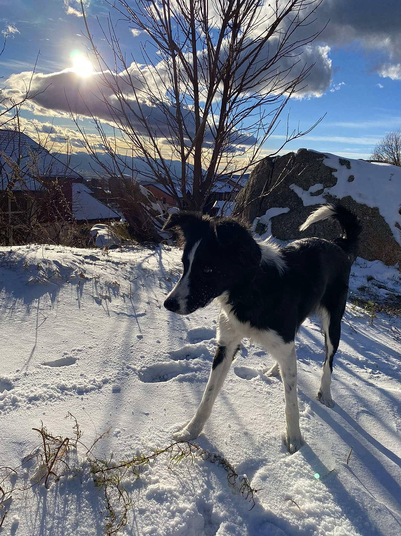 Heïdy a rejoint le concours — aidez-le/la à gagner de superbes lots ! branch, canidae, carnivore, dog, dog_breed, freezing, glacial_landform, ice, precipitation, shadow, snout, snow, sporting_group, sun, sunlight, sunset, twig, winter, working_animal, working_dog