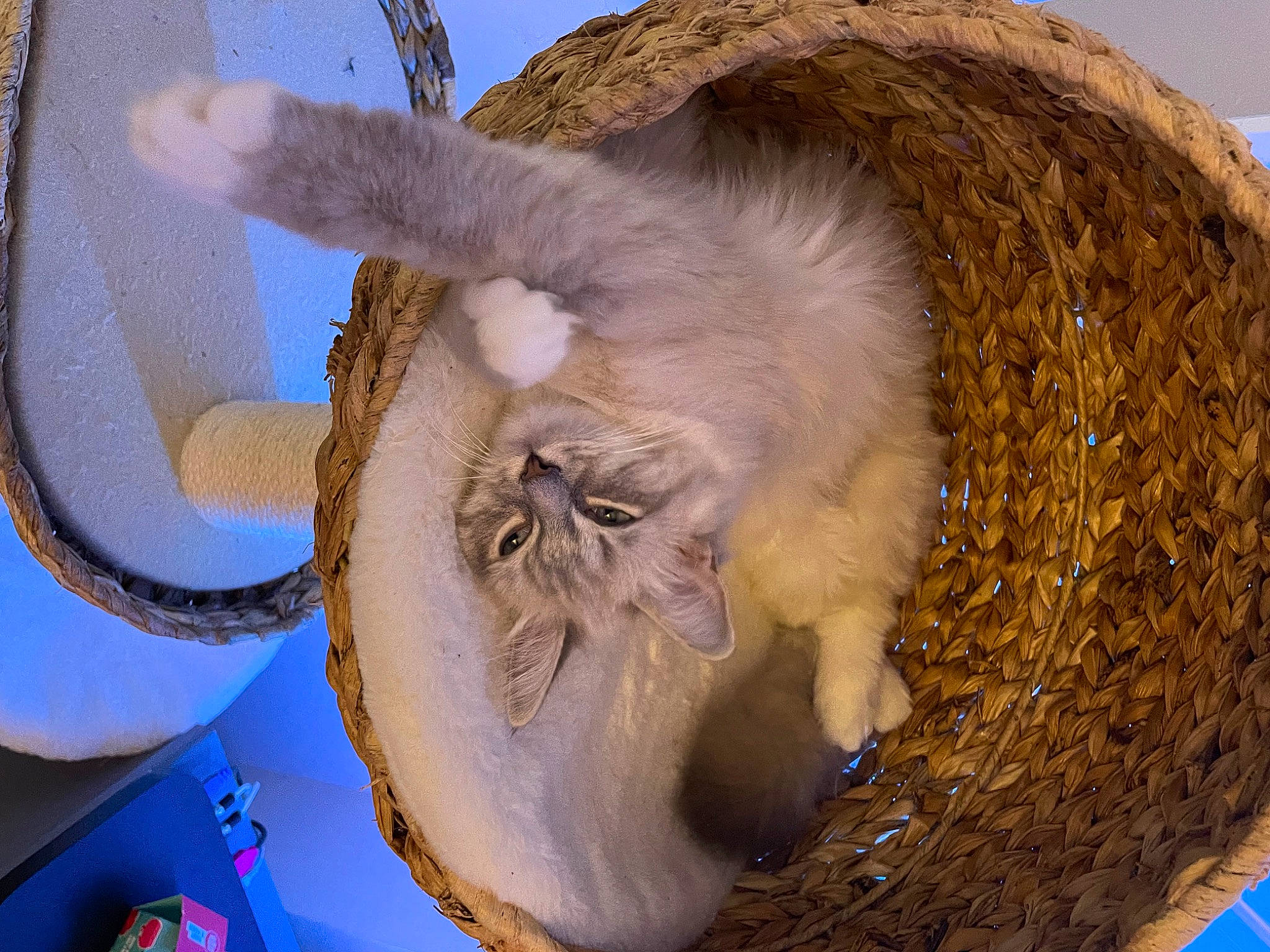 Bliss is registered to the contest to win money with this photo: cat_bed, cat_supply, cephalopod, claw, fawn, felidae, fur, octopus, paw, pet_supply, small_to_medium_sized_cats, snout, tail, terrestrial_animal, whiskers, wildlife