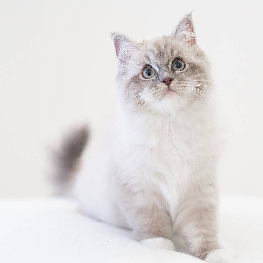 Bliss is registered to the contest to win money with this photo: british_longhair, carnivore, cat, claw, comfort, felidae, fur, paw, photo_caption, small_to_medium_sized_cats, snout, tail, terrestrial_animal, whiskers, window