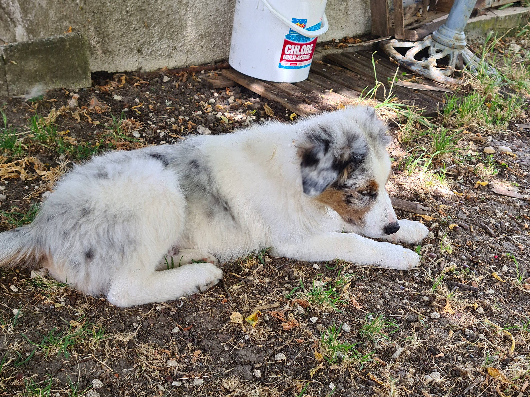 Rudy a rejoint le concours — aidez-le/la à gagner de superbes lots ! canidae, carnivore, companion_dog, dog, dog_breed, fawn, felidae, fur, gas, grass, snout, soil, sporting_group, tail, terrestrial_animal, walking_shoe, whiskers, wildlife, working_dog