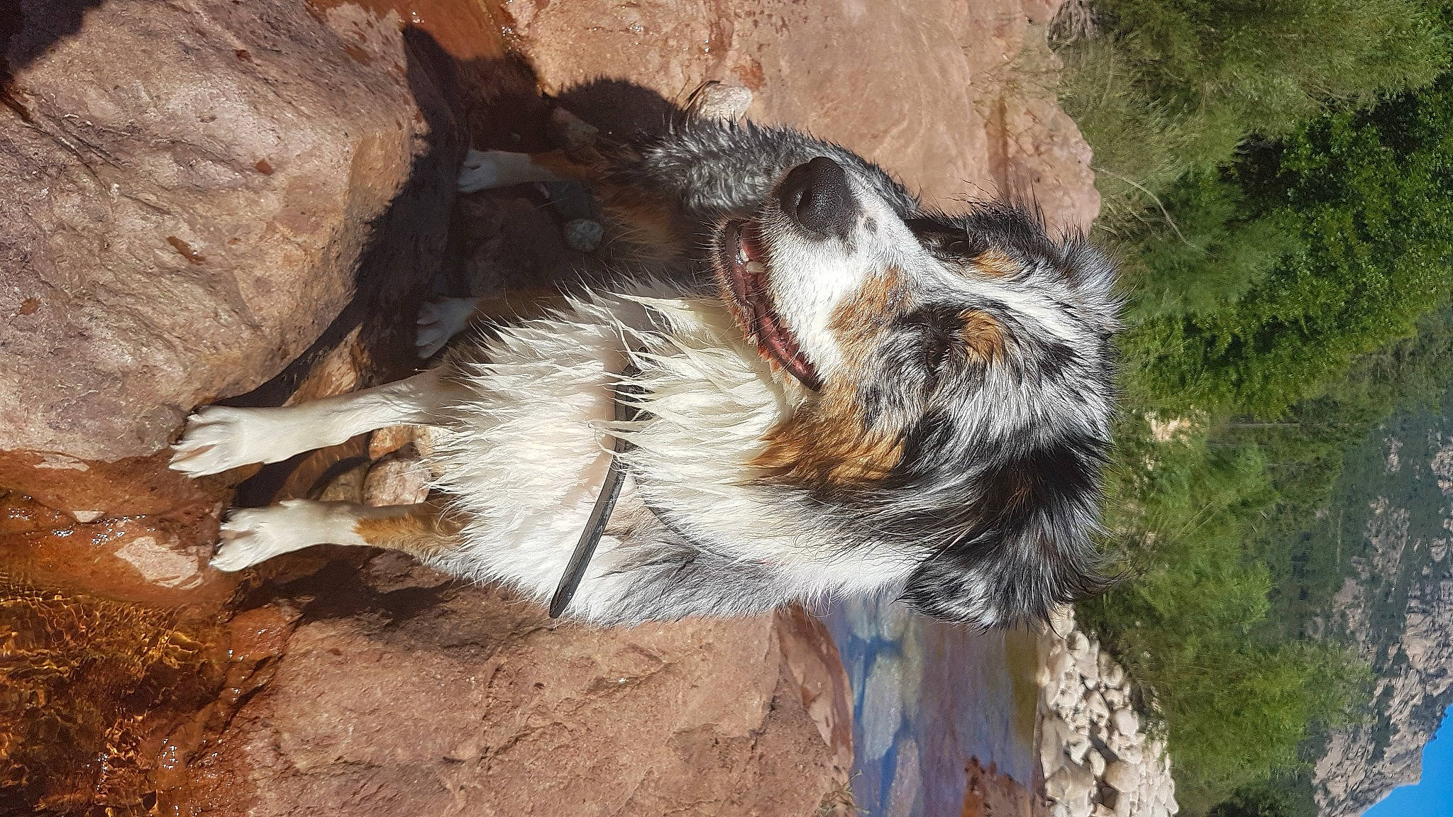 Nelya participe au concours pour gagner de l'argent avec cette photo : canidae, carnivore, claw, dog, dog_breed, fawn, felidae, fur, herding_dog, paw, plant, rock, small_to_medium_sized_cats, snout, soil, sporting_group, tail, terrestrial_animal, whiskers