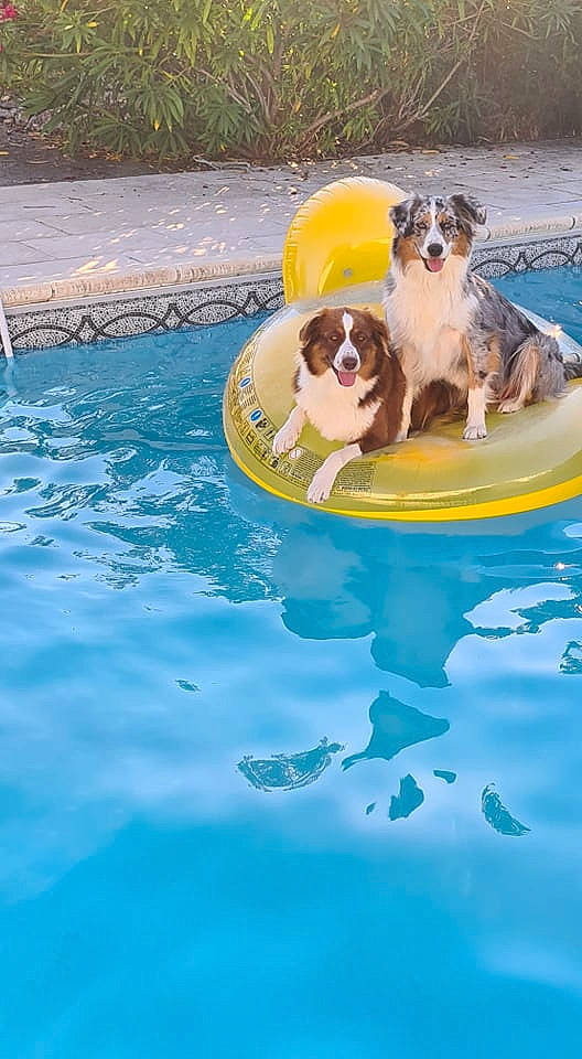 Nelya a rejoint le concours — aidez-le/la à gagner de superbes lots ! bathing, boats_and_boating_equipment_and_supplies, canidae, carnivore, companion_dog, dog, dog_breed, fawn, fun, gun_dog, leisure, liquid, outdoor_furniture, plant, recreation, sporting_group, sports, swimming_pool, water, working_animal