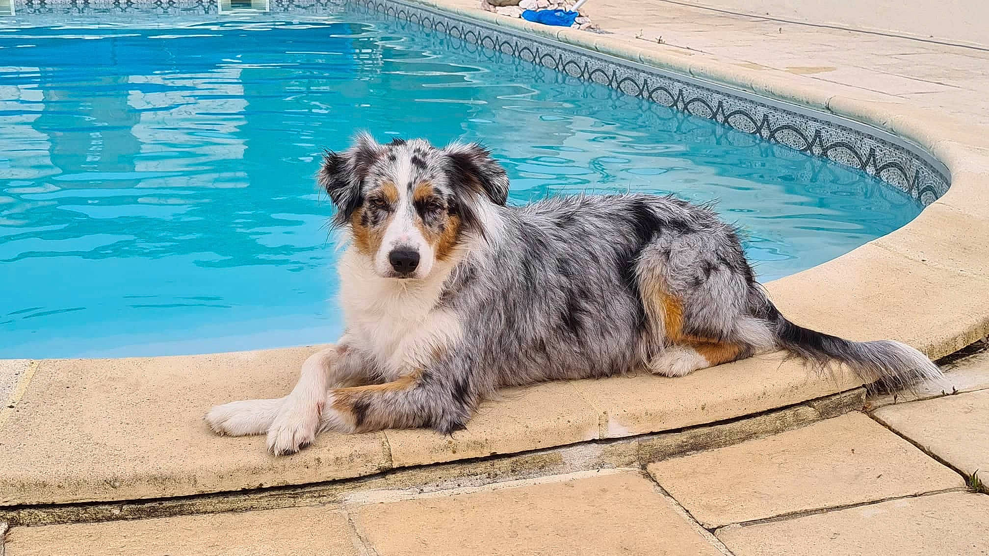 Nelya participe au concours pour gagner de l'argent avec cette photo : canidae, carnivore, companion_dog, dog, dog_breed, herding_dog, koolie, leisure, ocean, plant, sporting_group, swimming_pool, texas_heeler, water, working_dog