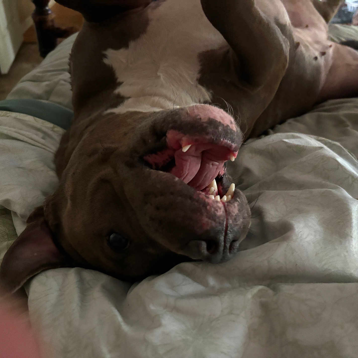 Luna joined the competition — help win amazing prizes! animal, bed, blanket, canine, companion, cozy, cute, dog, domestic, fur, indoor, mouth_open, paw, pet, playful, relaxed, resting, sleeping_area, teeth, tongue