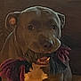 Luna is registered to the contest to win money with this photo: dog, pet, indoor, couch, toy, rope_toy, brown_dog, animal, canine, looking, sitting, close_up, domestic, playful, ears, face, snout, fur, companion, cute