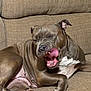 Luna joined the competition — help win amazing prizes! dog, canine, pet, brown_coat, white_chest, yawning, licking, tongue_out, sitting, couch, furniture, indoor, relaxed, animal, mammal, ears, snout, paw, fur, home