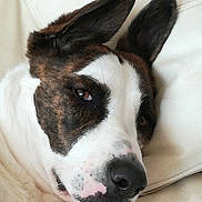 Athena a rejoint le concours — aidez-le/la à gagner de superbes lots ! dog, close_up, lying_down, white_fur, brindle_fur, ears, nose, couch, leather, pet, animal, relaxed, portrait, indoor, domestic, mammal, face, whiskers, snout, sleepy