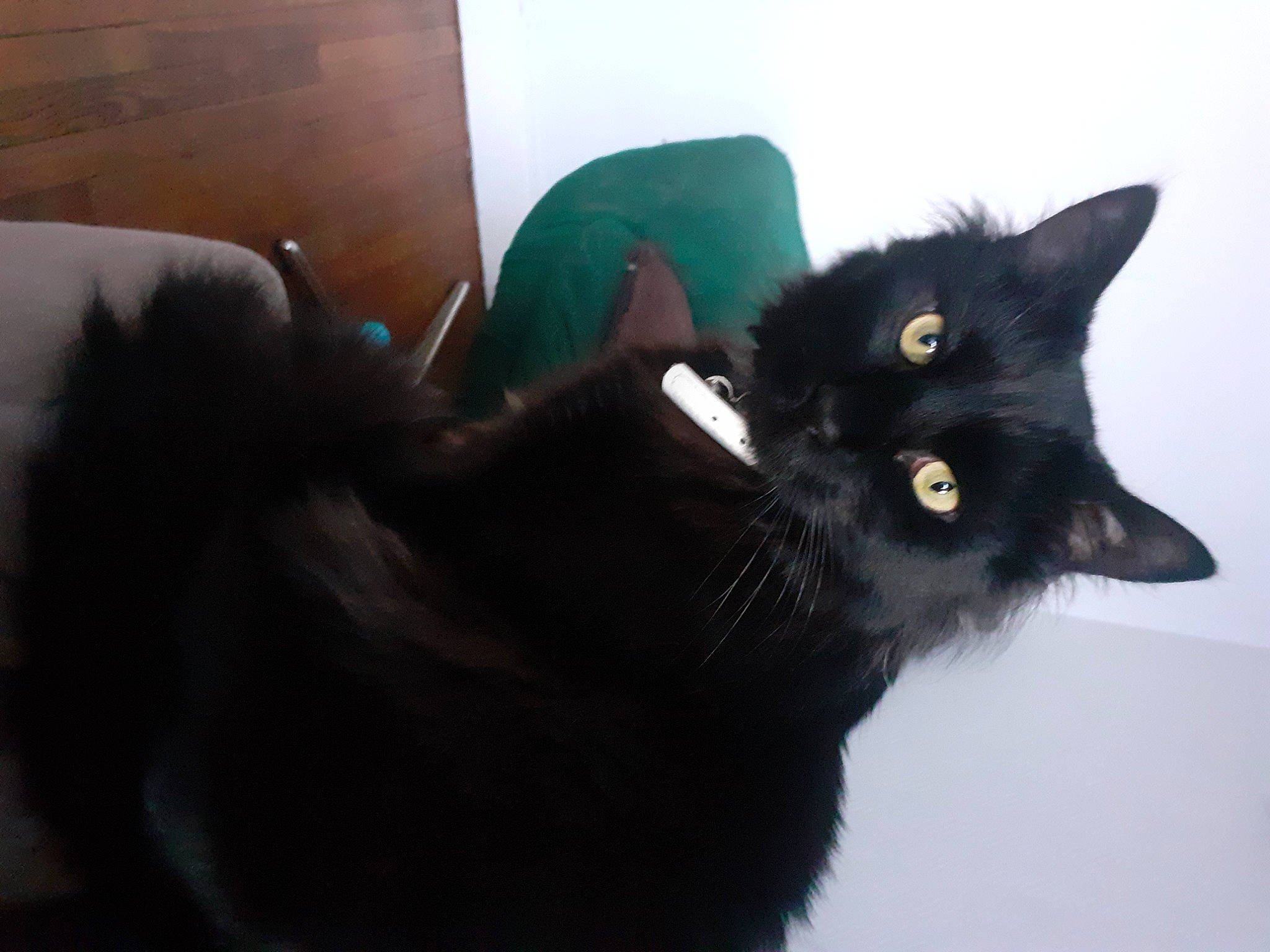 Biscuit participe au concours pour gagner de l'argent avec cette photo : black_cat, bombay, carnivore, cat, claw, comfort, domestic_short_haired_cat, felidae, fur, small_to_medium_sized_cats, snout, tail, terrestrial_animal, whiskers