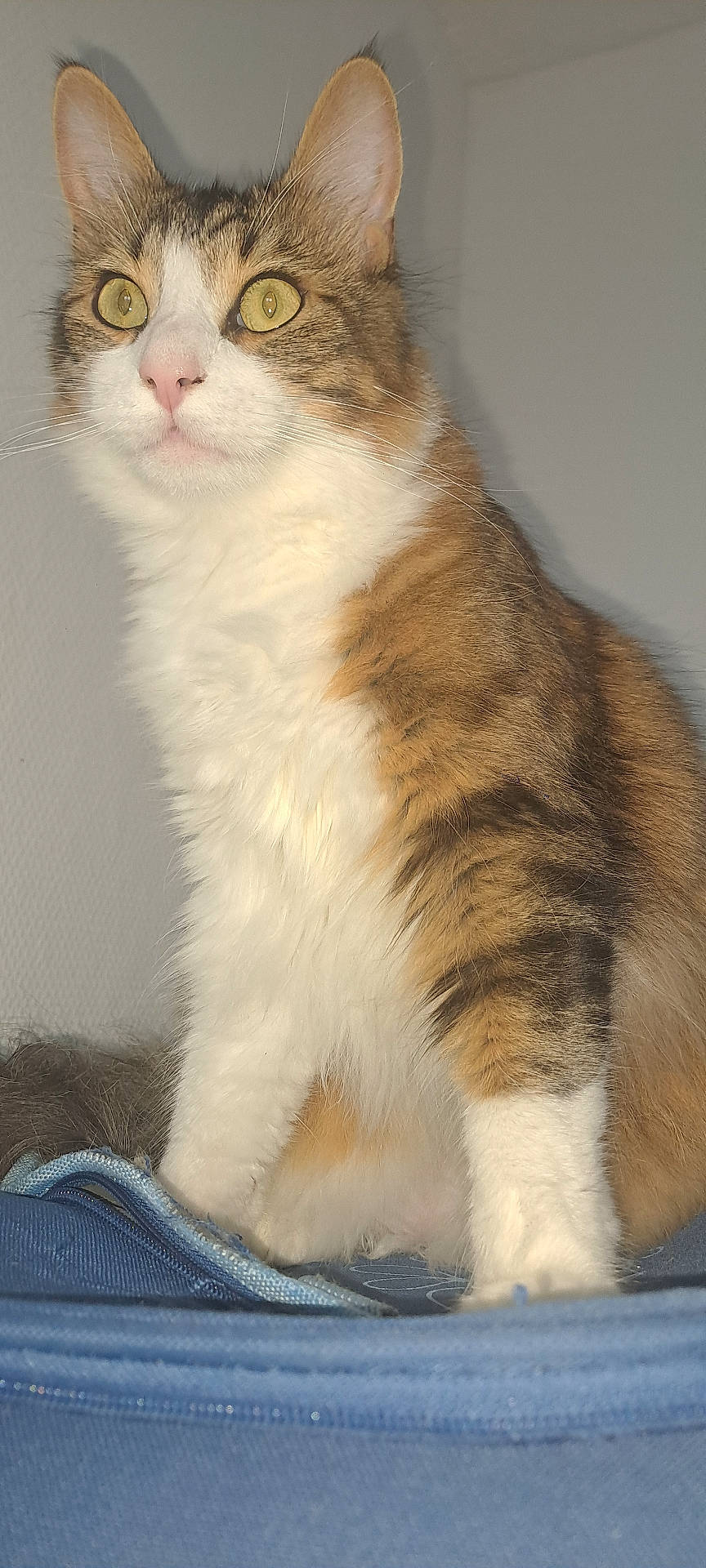 Hermes participe au concours pour gagner de l'argent avec cette photo : abyssinian, accessories, angora, animal, blanket, cat, kitten, manx, pet, siamese, strap