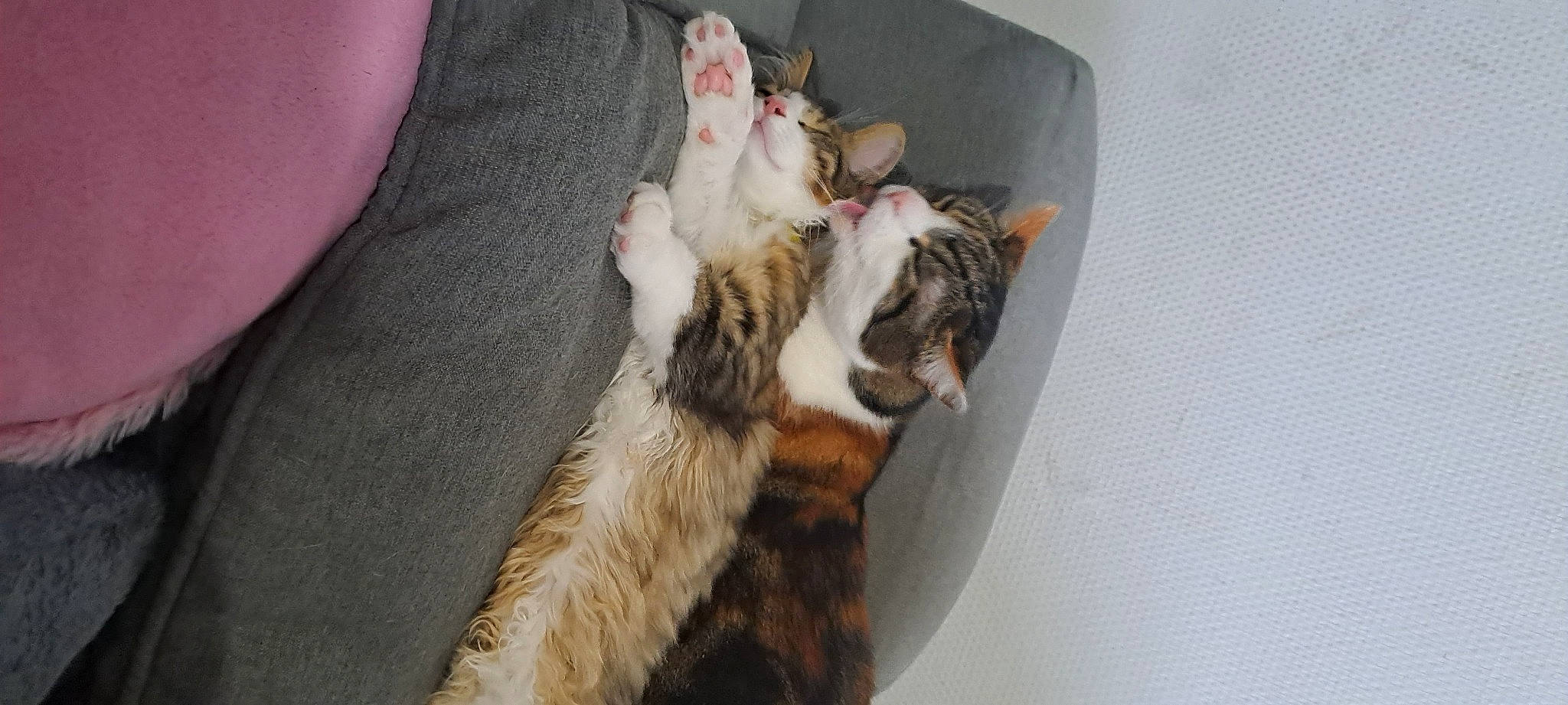 Hermes a rejoint le concours — aidez-le/la à gagner de superbes lots ! canidae, carnivore, cat, claw, comfort, dog_breed, domestic_short_haired_cat, felidae, fur, paw, small_to_medium_sized_cats, sporting_group, tail, whiskers