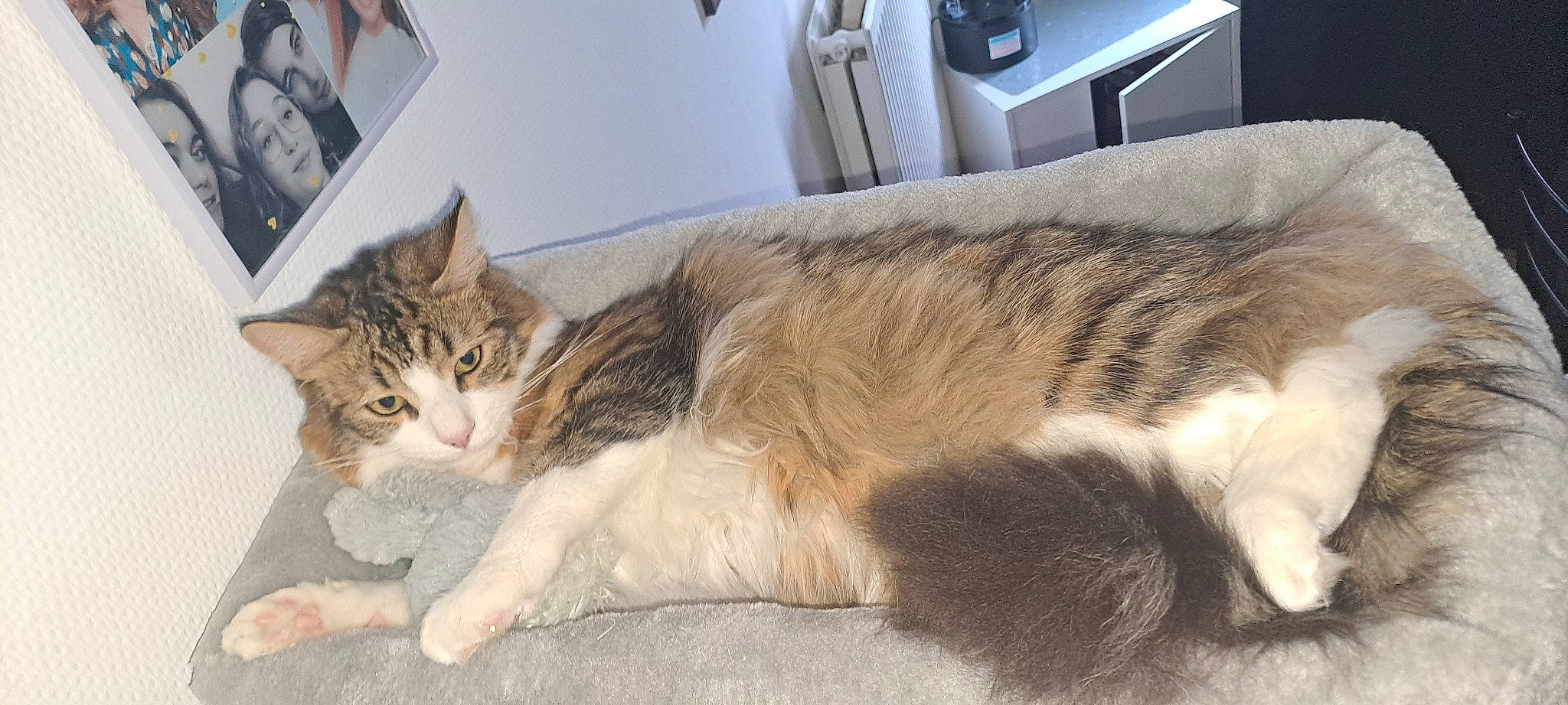 Hermes a rejoint le concours — aidez-le/la à gagner de superbes lots ! carnivore, cat, claw, comfort, domestic_short_haired_cat, felidae, fur, nap, paw, picture_frame, small_to_medium_sized_cats, tail, whiskers, window