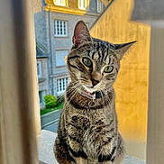 Misty a rejoint le concours — aidez-le/la à gagner de superbes lots ! animal, architecture, building, cat, closeup, collar, curious, daylight, ears, fur, green_eyes, ledges, morning_light, outdoor, pet, street, tabby, urban, whiskers, window