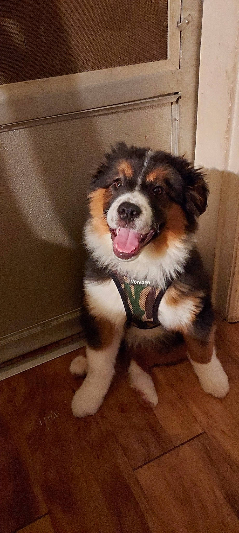 Dak is registered to the contest to win money with this photo: canidae, carnivore, companion_dog, dog, dog_breed, door, flooring, fur, hardwood, herding_dog, plank, sporting_group, toy_dog, varnish, whiskers, wood, wood_flooring, wood_stain, working_animal, working_dog