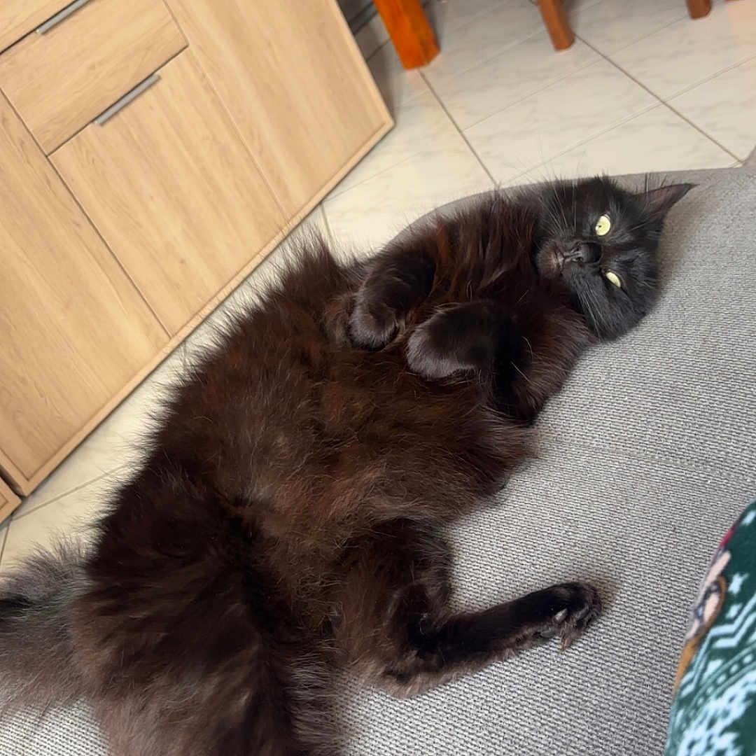 Nala participe au concours pour gagner de l'argent avec cette photo : animal, architecture, building, cabinet, cat, chair, couch, drawer, furniture, hardwood, indoors, interiordesign, livingroom, manx, person, pet, plywood, room, table, wood