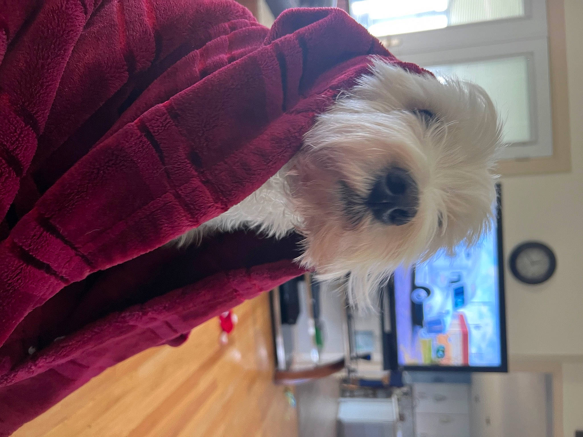 Maddie joined the competition — help win amazing prizes! canidae, carnivore, clock, comfort, companion_dog, dog, dog_breed, dog_supply, fur, hardwood, liver, magenta, pet_supply, sleeve, small_terrier, snout, sporting_group, terrier, toy_dog, working_animal
