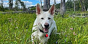 Juneau is registered to the contest to win money with this photo: dog, white_dog, animal, pet, grass, wildflowers, nature, outdoor, sky, clouds, trees, meadow, happy, collar, tag, ears, snout, plants, daylight, field