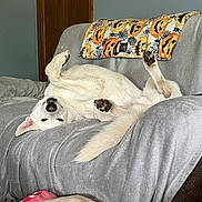 Juneau joined the competition — help win amazing prizes! dog, white_dog, upside_down, paws_up, couch, blanket, throw, halloween_theme, indoor, pet, relaxed, plush, gray, cozy, furniture, wood_door, tail, ears, nose, living_room