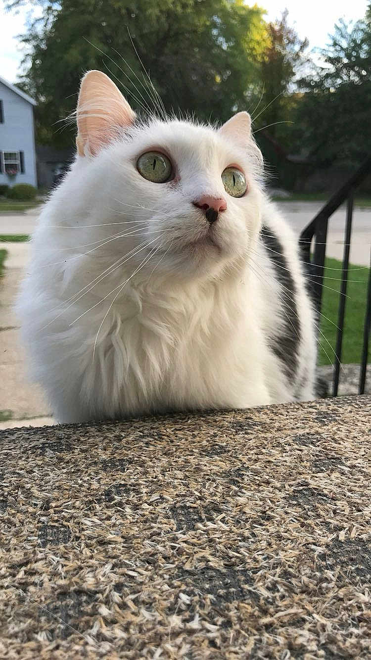 Izzy is registered to the contest to win money with this photo: cat, white_cat, green_eyes, fluffy, whiskers, pet, animal, outdoor, suburban, background_blur, curious, texture, close_up, feline, ears, nose, portrait, nature, daylight, domestic_animal