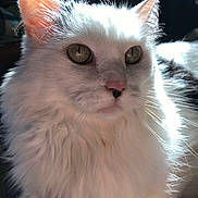 Izzy is registered to the contest to win money with this photo: cat, white_cat, fluffy_fur, close_up, indoor, sunlight, pet, animal, whiskers, ears, portrait, feline, relaxed, looking_away, soft_light, domestic_cat, cute, fur_texture, animal_face, paw