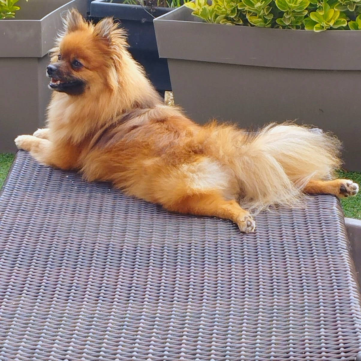 Roma participe au concours pour gagner de l'argent avec cette photo : canidae, carnivore, companion_dog, dog, dog_breed, fawn, flowerpot, fur, german_spitz, german_spitz_klein, german_spitz_mittel, grass, liver, plant, pomeranian, snout, spitz, sporting_group, tail, toy_dog