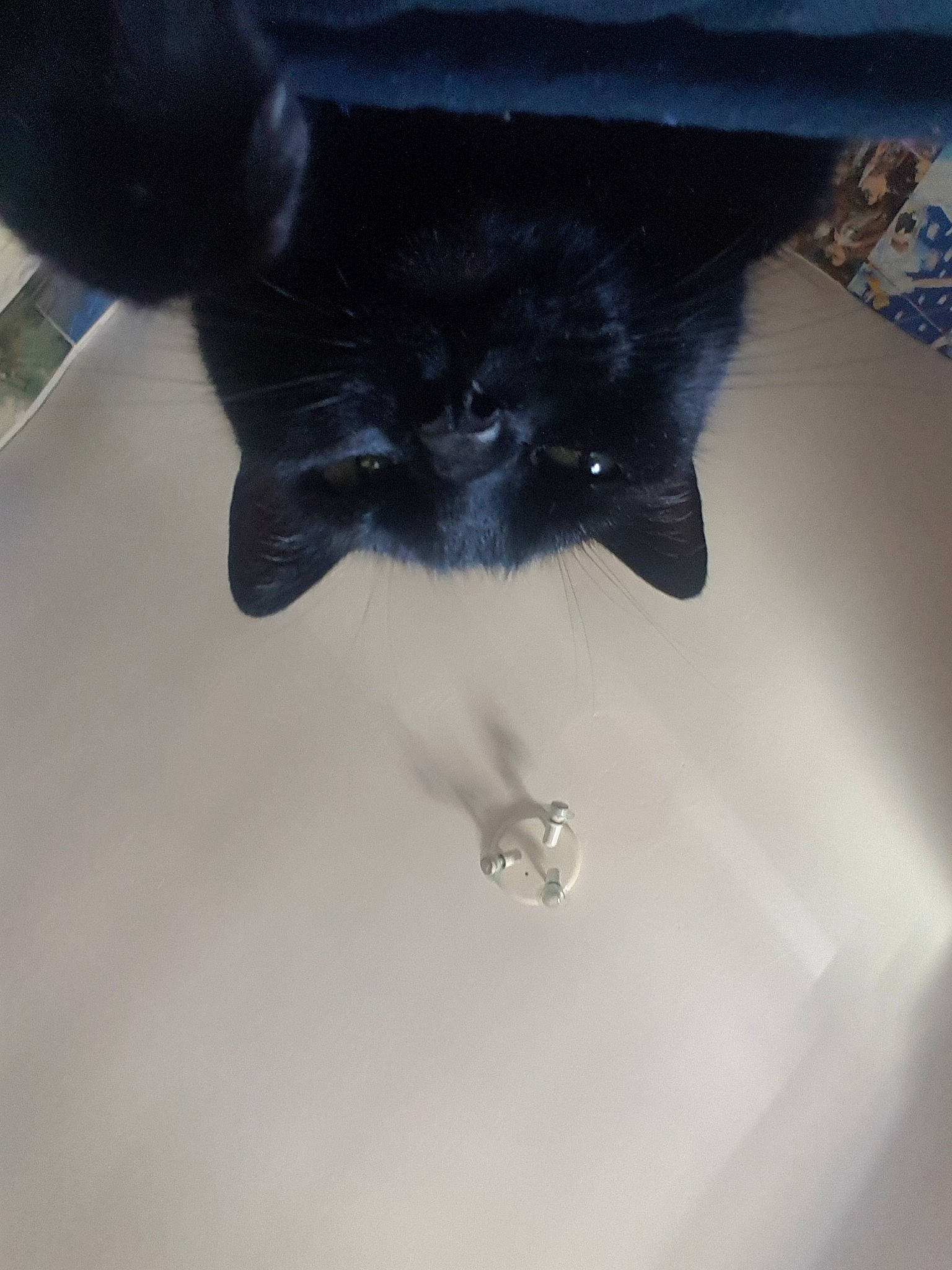 Junior a rejoint le concours — aidez-le/la à gagner de superbes lots ! black, black_cat, carnivore, cat, ear, eye, felidae, fur, kitten, polydactyl_cat, small_to_medium_sized_cats, snout, tail, whiskers