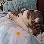 animal, blanket, cat, comfort, cozy, cute, domestic_cat, feline, floral_pattern, fur, home, indoor, nap, pet, pillow, relaxation, resting, sleeping, soft_texture, tabby_cat