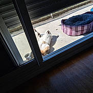 Salem a rejoint le concours — aidez-le/la à gagner de superbes lots ! animal, cat, concrete_floor, daylight, door_frame, feline, glass_door, home, indoor, outdoor, paw, pet_bed, purple, relaxing, resting, shadow, stretching, striped, sunlight, window