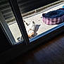 animal, cat, concrete_floor, daylight, door_frame, feline, glass_door, home, indoor, outdoor, paw, pet_bed, purple, relaxing, resting, shadow, stretching, striped, sunlight, window
