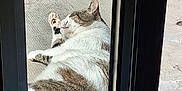 Salem participe au concours pour gagner de l'argent avec cette photo : animal, brown, cat, concrete, daytime, door_frame, fur, outdoor, paws, pet, relaxation, resting, shadow, side_view, sleeping, striped, sunlight, texture, white, window_frame