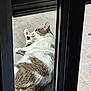 animal, brown, cat, concrete, daytime, door_frame, fur, outdoor, paws, pet, relaxation, resting, shadow, side_view, sleeping, striped, sunlight, texture, white, window_frame