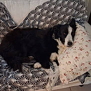 Rigolo participe au concours pour gagner de l'argent avec cette photo : animal, black_and_white, canine, comfort, couch, cozy, cute, dog, domestic, floral_pillow, fur, home, indoor, laying_down, living_room, patterned_blanket, pet, pillow, relaxed, resting