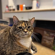 Baby joined the competition — help win amazing prizes! cat, tabby_cat, indoor, pet, animal, fur, whiskers, chair, leather, closeup, portrait, domestic_cat, feline, relaxed, seated, looking, brown, white, orange, black