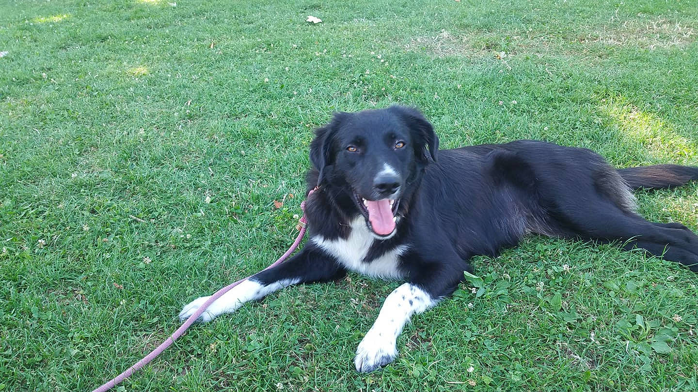 Baguerra participe au concours pour gagner de l'argent avec cette photo : borador, border_collie, canidae, carnivore, companion_dog, dog, dog_breed, eurohound, grass, herding_dog, hunting_dog, mammal, mcnab, plant, rare_breed_dog, snout, sporting_group, stabyhoun, tail, vertebrate