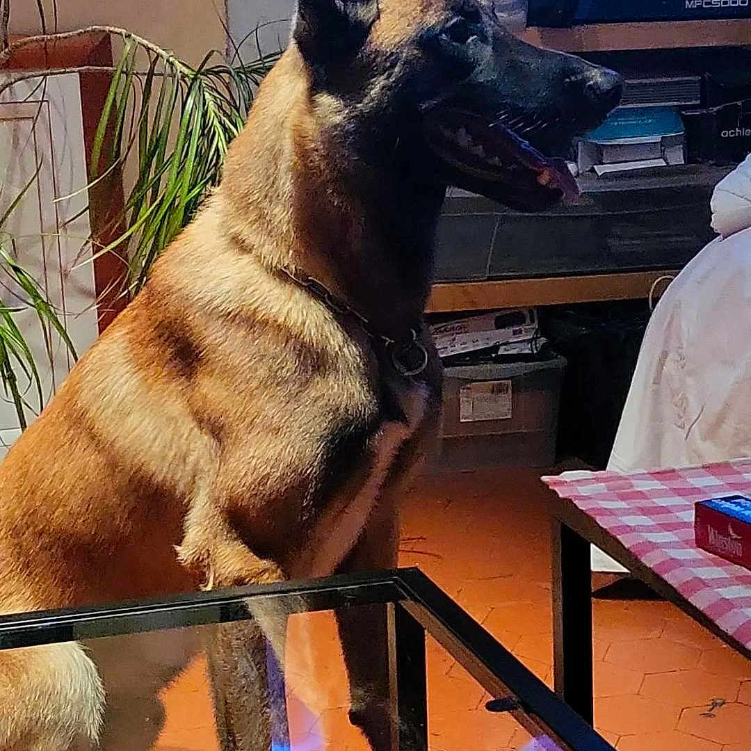 Ultr participe au concours pour gagner de l'argent avec cette photo : animal, canine, computerhardware, desk, dog, dogbed, electronics, furniture, germanshepherd, hardware, hardwood, indoors, monitor, pet, policedog, screen, stainedwood, table, tabletop, wood
