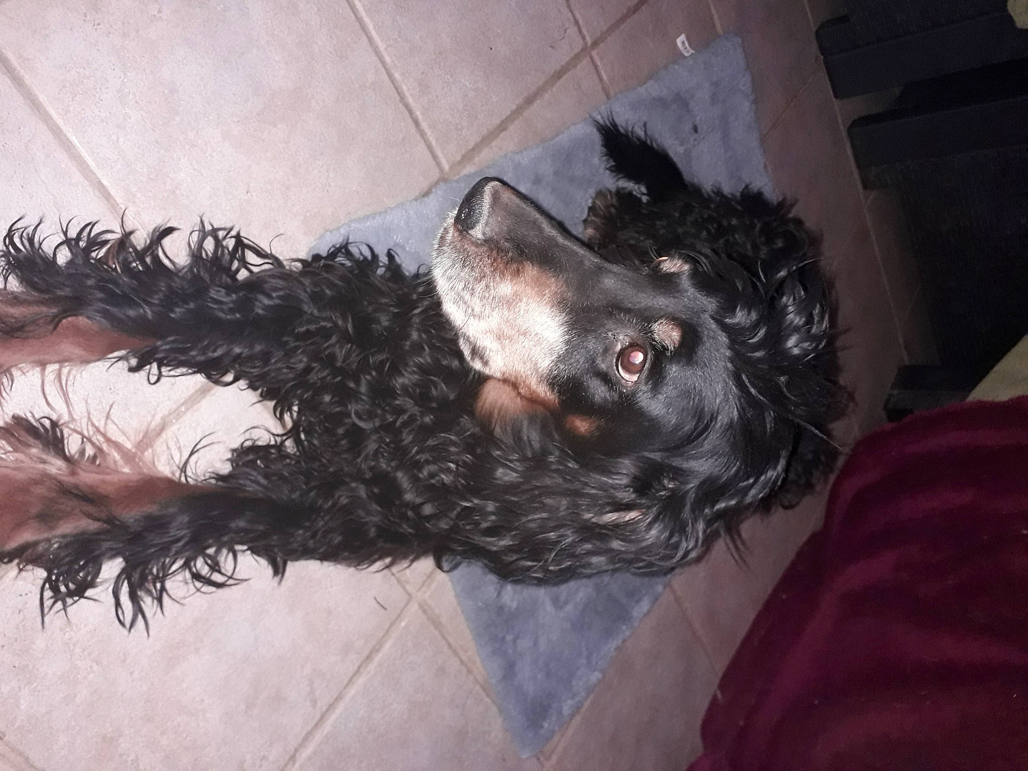 Hermine a rejoint le concours — aidez-le/la à gagner de superbes lots ! american_cocker_spaniel, bolonka, canidae, carnivore, cavapoo, cockapoo, cocker_spaniel, dog, dog_breed, english_cocker_spaniel, labradoodle, miniature_poodle, non_sporting_group, portuguese_water_dog, spaniel, spanish_water_dog, sporting_group, standard_poodle, terrier, toy_poodle