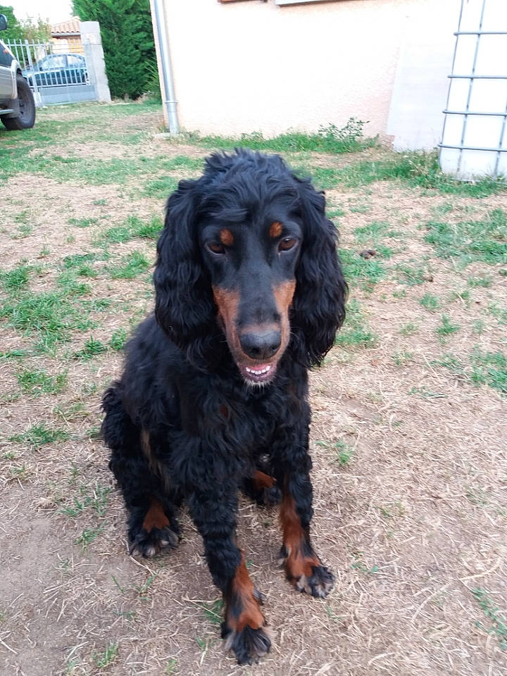 Hermine participe au concours pour gagner de l'argent avec cette photo : boykin_spaniel, canidae, carnivore, cocker_spaniel, companion_dog, dog, dog_breed, english_cocker_spaniel, field_spaniel, german_spaniel, gordon_setter, mammal, picardy_spaniel, rare_breed_dog, retriever, russian_spaniel, setter, spaniel, sporting_group, vertebrate