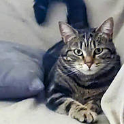 Lili participe au concours pour gagner de l'argent avec cette photo : cat, tabby_cat, pet, feline, animal, indoor, couch, pillow, relaxing, fur, whiskers, tail, ears, eyes, paw, striped, domestic_cat, resting, looking, comfortable