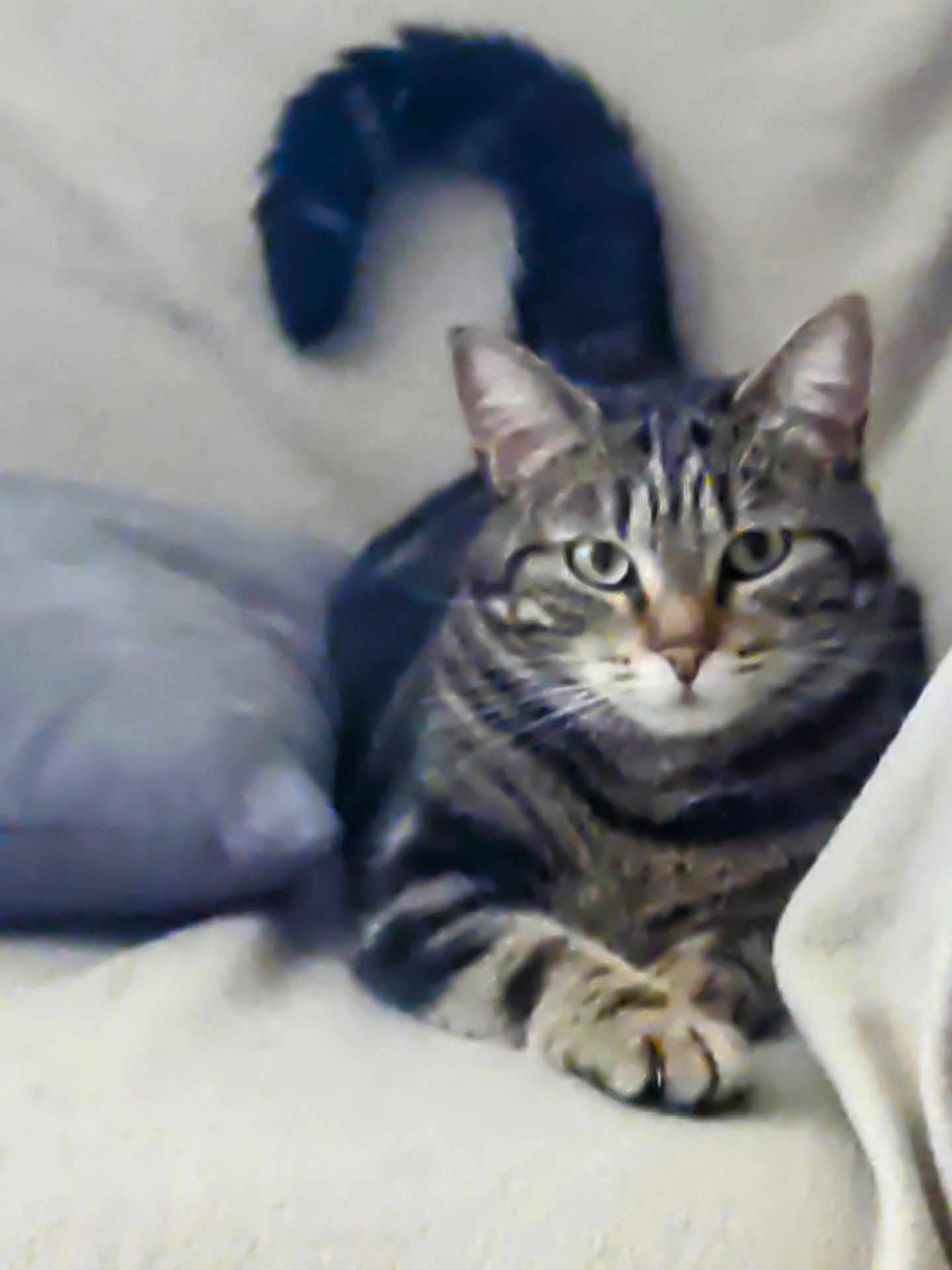 Lili participe au concours pour gagner de l'argent avec cette photo : cat, tabby_cat, pet, feline, animal, indoor, couch, pillow, relaxing, fur, whiskers, tail, ears, eyes, paw, striped, domestic_cat, resting, looking, comfortable