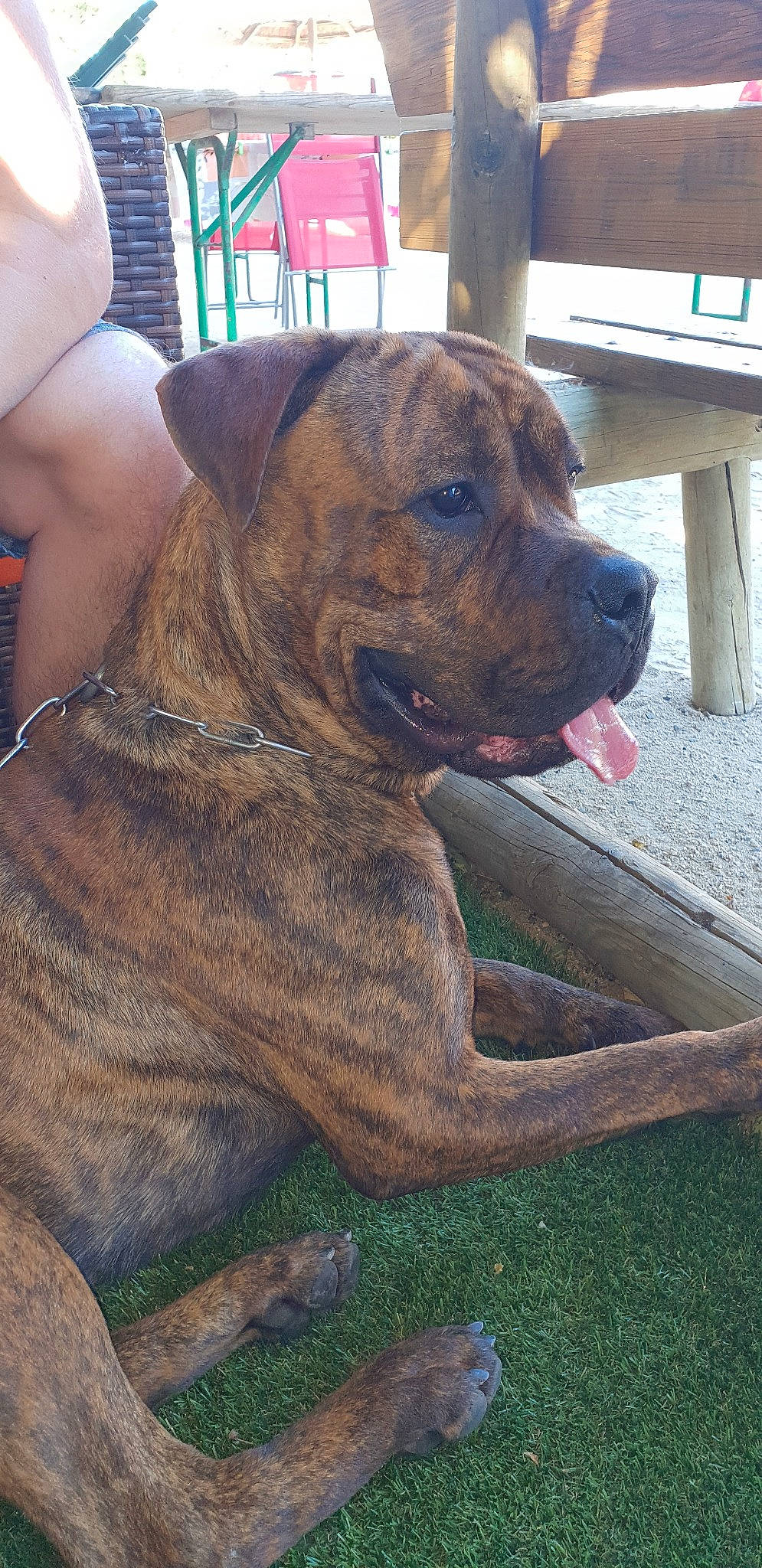 Bosco participe au concours pour gagner de l'argent avec cette photo : alano_espanol, alaunt, bandog, boerboel, bullmastiff, canidae, carnivore, cimarron_uruguayo, dog, dog_breed, dogo_sardesco, fawn, fila_brasileiro, mammal, molosser, non_sporting_group, perro_de_presa_canario, perro_de_presa_mallorquin, rare_breed_dog, vertebrate