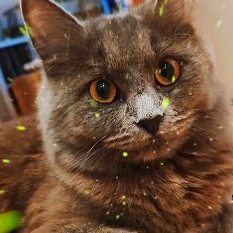 Thaïlande participe au concours pour gagner de l'argent avec cette photo : amber_eyes, animal, blurred_background, cat, close_up, curious, cute, domestic_cat, ears, feline, fluffy, furry, gray_cat, indoor, mammal, pet, portrait, resting, soft_background, whiskers