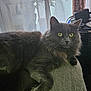 cat, gray_cat, yellow_eyes, fluffy_fur, indoor, cushion, sofa, window, curtains, daylight, relaxed, pet, feline, whiskers, home, cozy, resting, looking, animal, comfortable